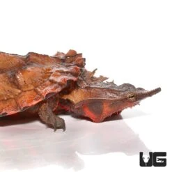 Peruvian Mata Mata Turtle