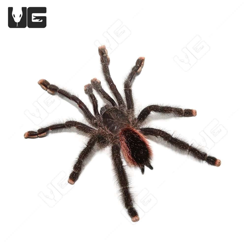 Peruvian Purple Pinktoe Tarantula (3-5″)