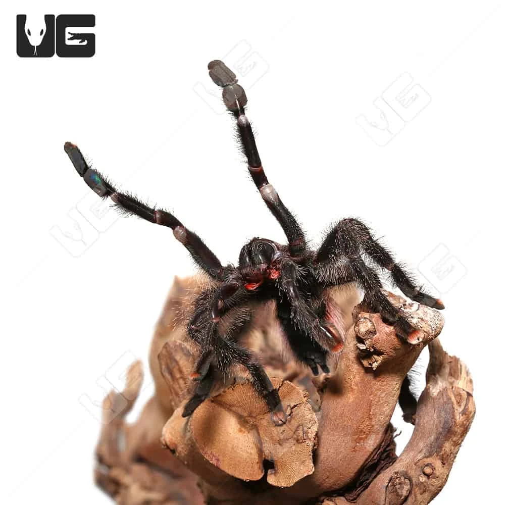 Peruvian Purple Pinktoe Tarantula (3-5″) - Image 2