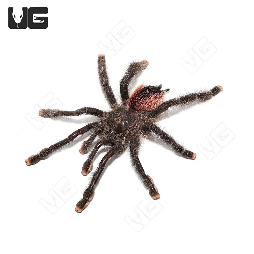 Peruvian Purple Pinktoe Tarantula (3-5″) - Image 3