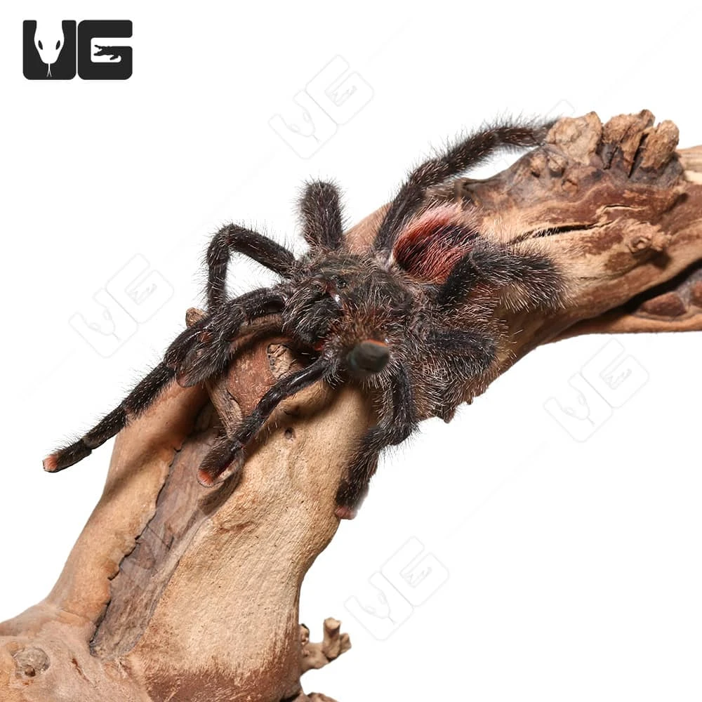 Peruvian Purple Pinktoe Tarantula (3-5″) - Image 4