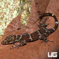 Peter’s Slender Toed Gecko