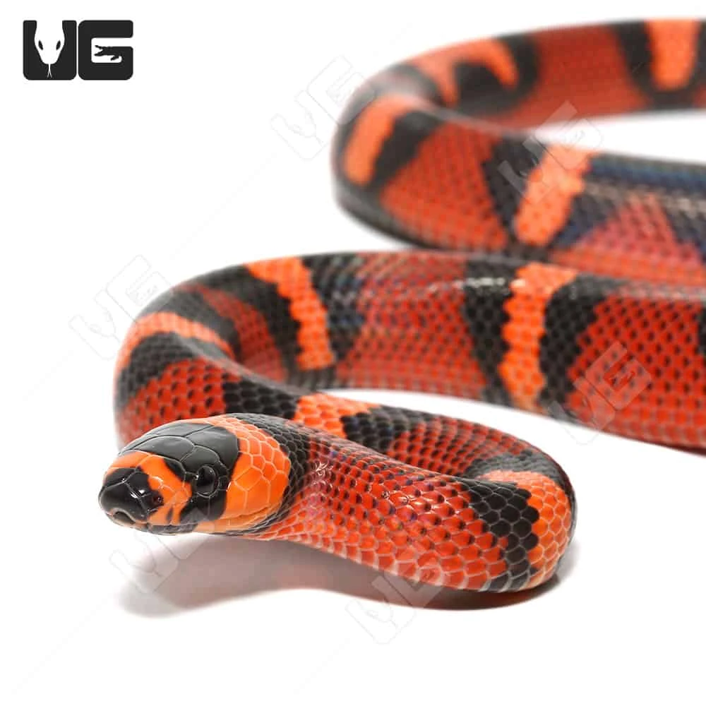 Baby Female Tangerine Het Pearl Honduran Milksnake - Image 2