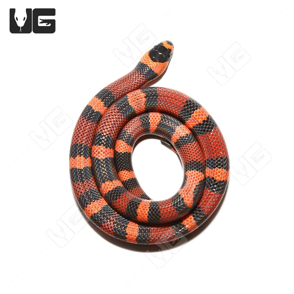 Baby Female Tangerine Het Pearl Honduran Milksnake - Image 3