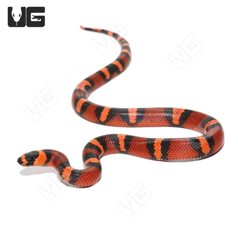 Baby Female Tangerine Het Pearl Honduran Milksnake - Image 4
