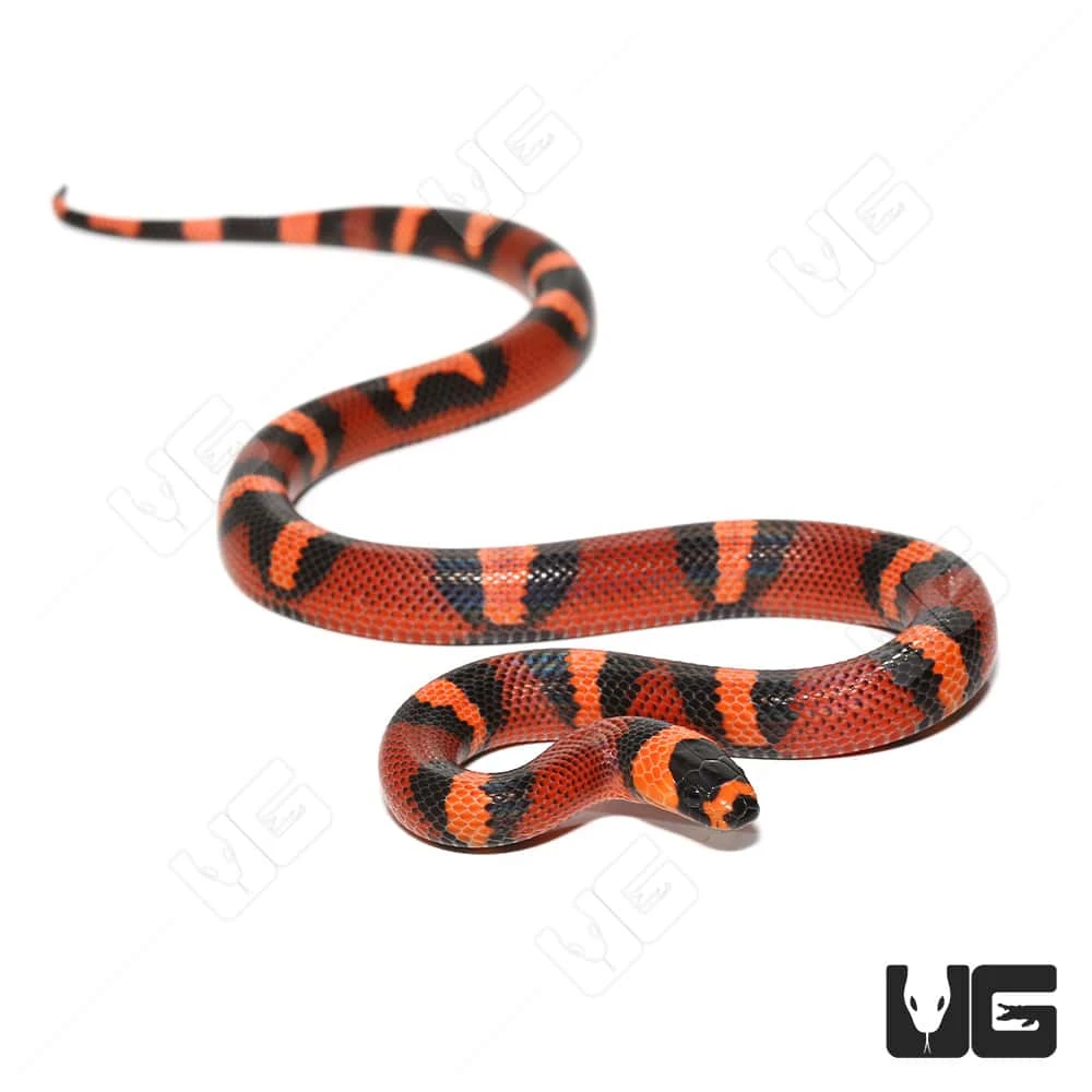 Baby Female Tangerine Het Pearl Honduran Milksnake