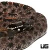 Pygmy Rattlesnake