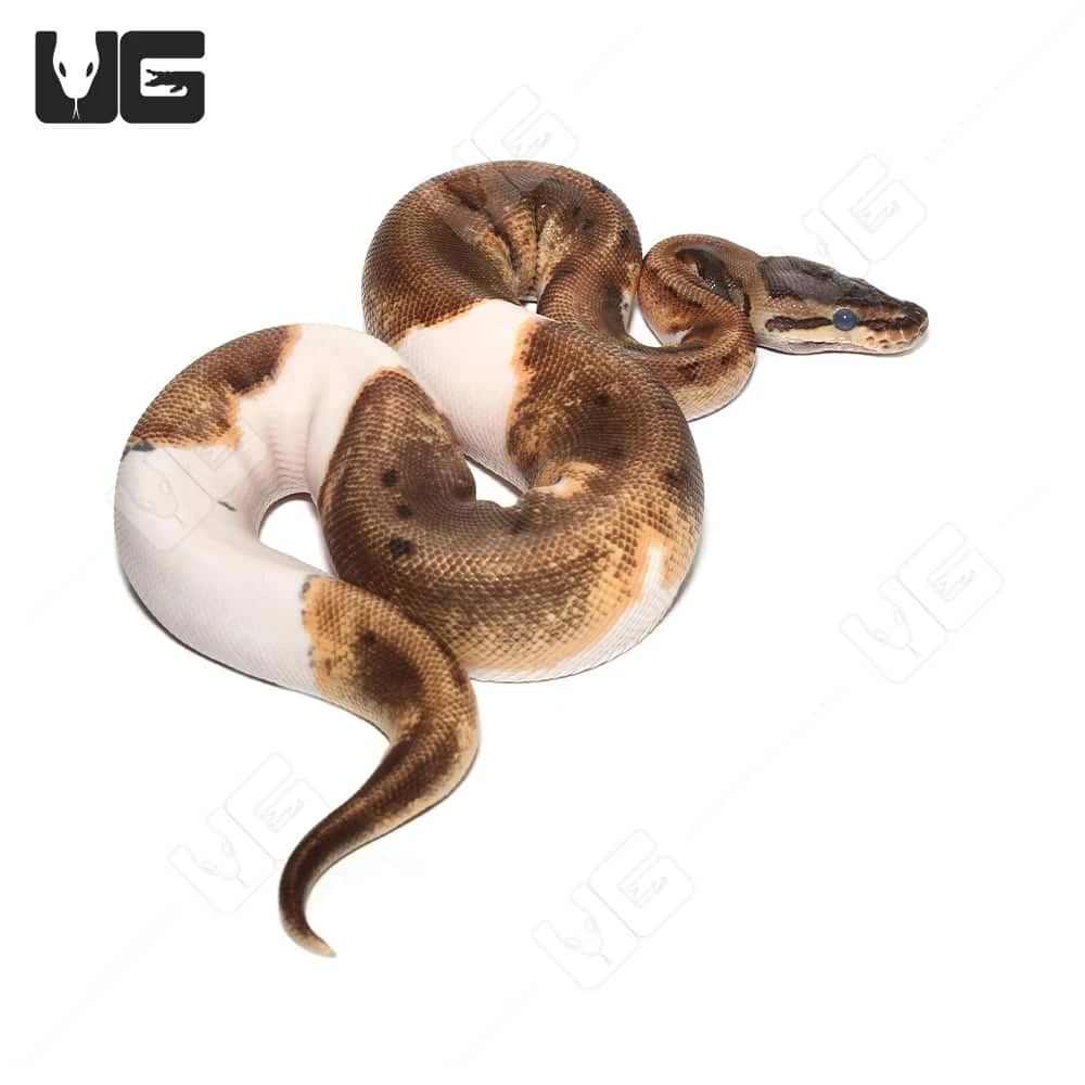 2022 Female Pinstripe Enchi Pied Ball Python (#34) - Image 3