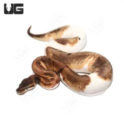 2022 Female Pinstripe Enchi Pied Ball Python (#34)