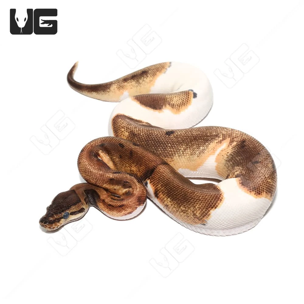 2022 Female Pinstripe Enchi Pied Ball Python (#34)