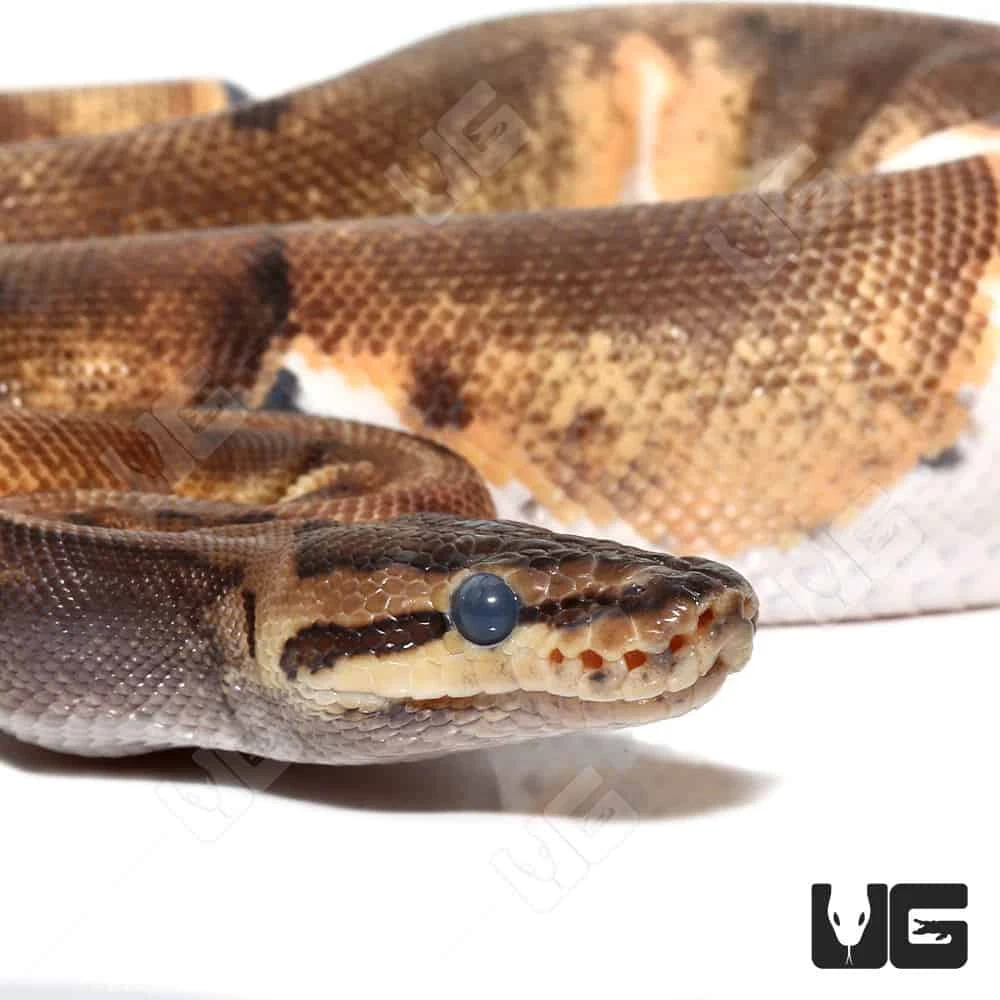 2022 Female Pinstripe Enchi Pied Ball Python (#34) - Image 2