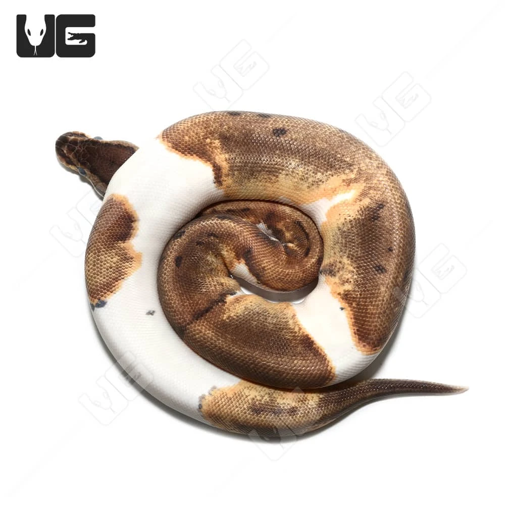 2022 Female Pinstripe Enchi Pied Ball Python (#34) - Image 4