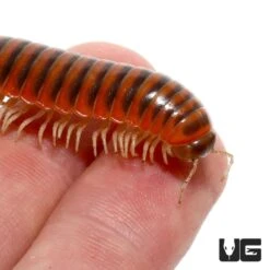 Pink Flat Millipede