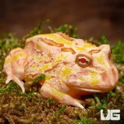 Pink Lemonade Pacman Frog