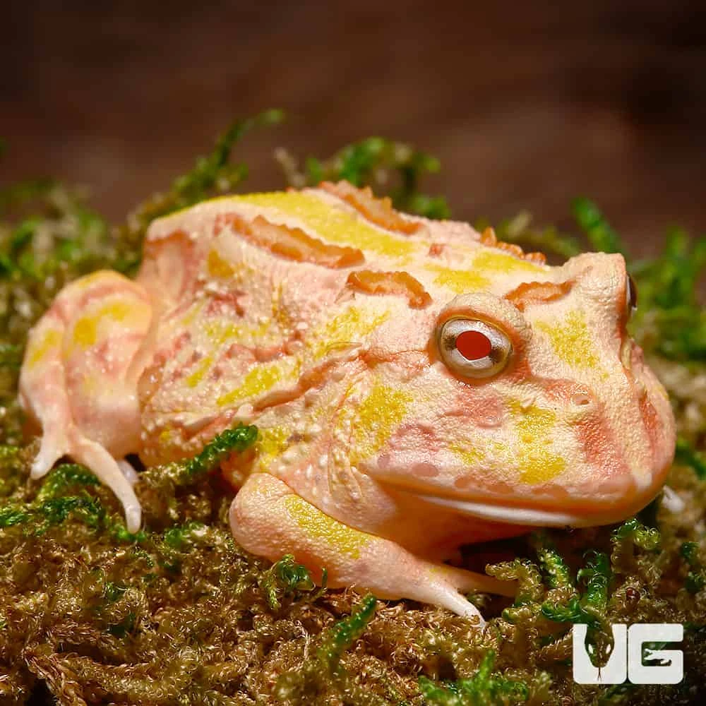 Pink Lemonade Pacman Frog