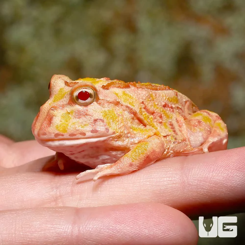 Pink Lemonade Pacman Frog - Image 4