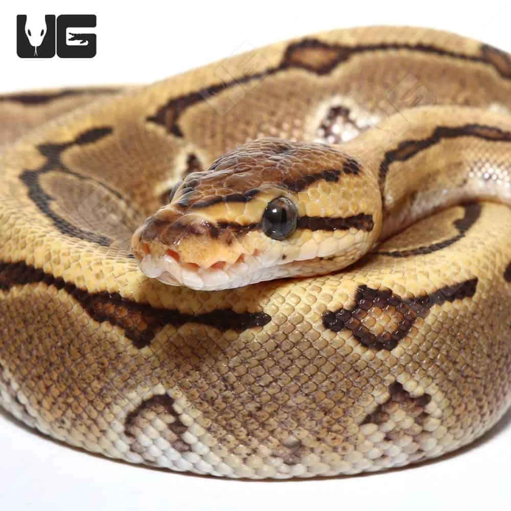 Baby Male Pinstripe Disco Het Clown Ball Python (#44) - Image 2