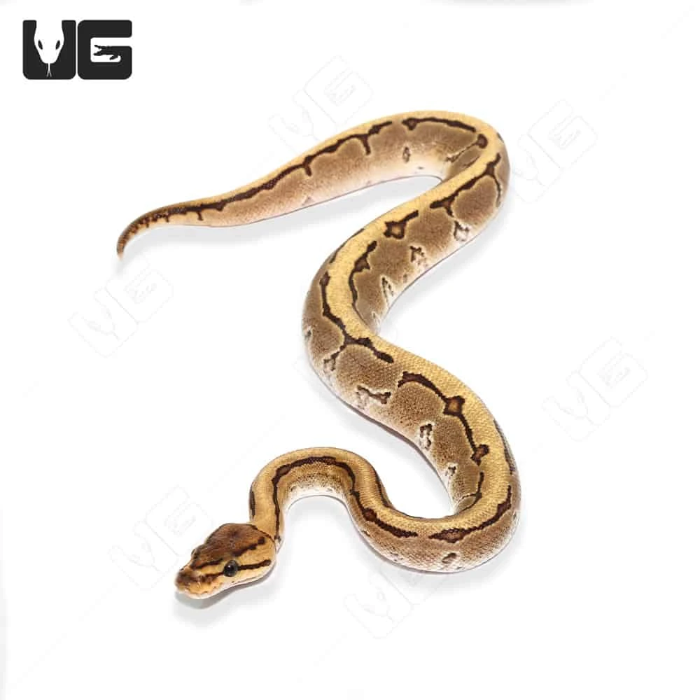 Baby Male Pinstripe Disco Het Clown Ball Python (#44) - Image 4