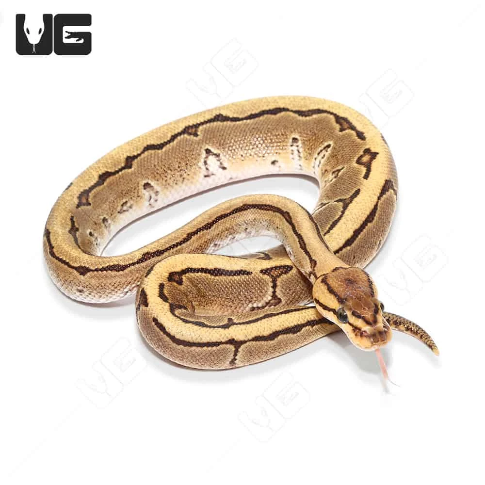 Baby Male Pinstripe Disco Het Clown Ball Python (#44)