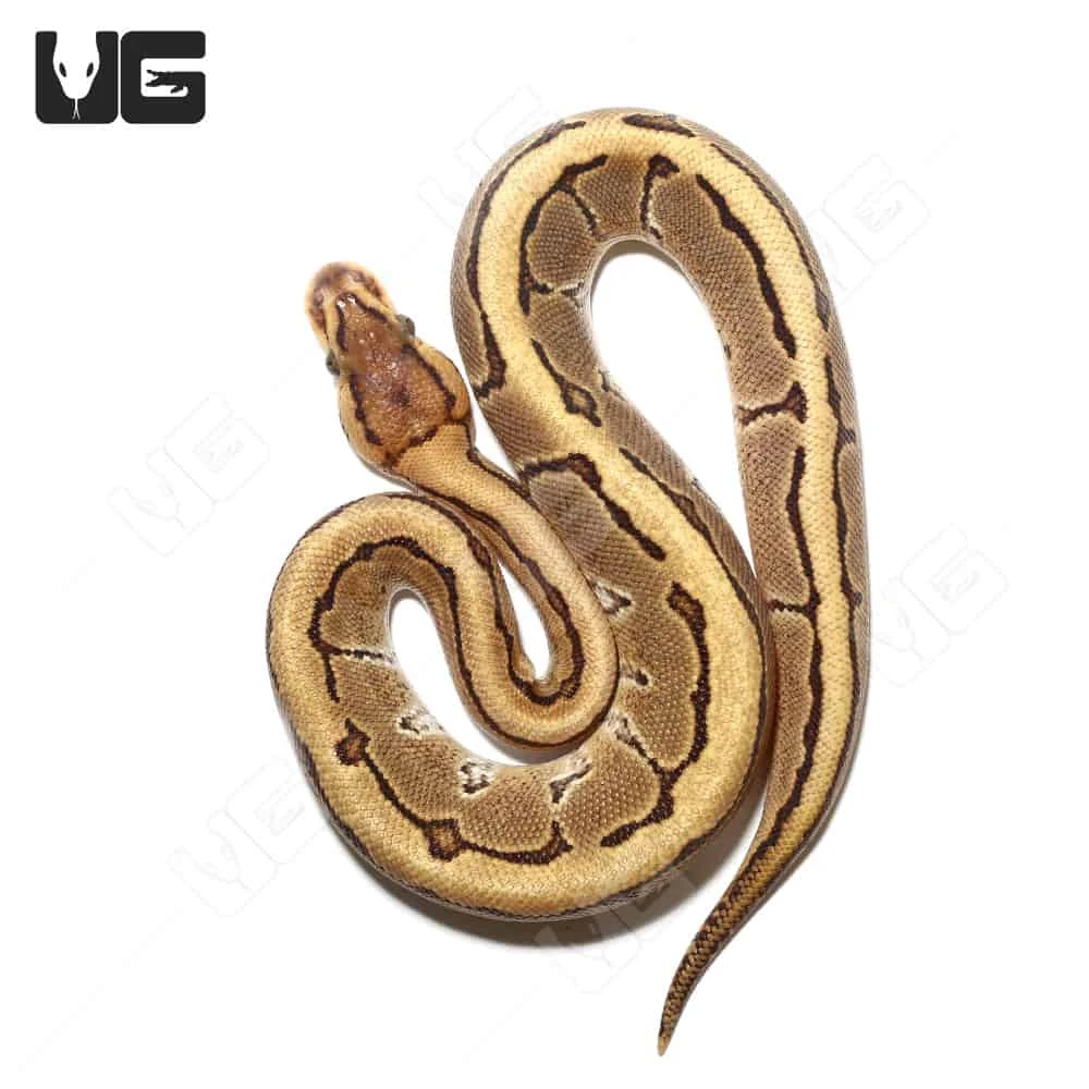 Baby Male Pinstripe Disco Het Clown Ball Python (#44) - Image 3