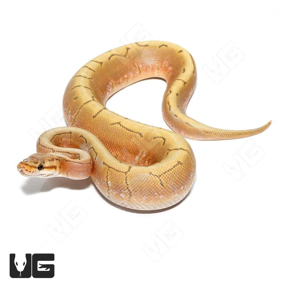 Baby Male Pinstripe Spider Hypo Caramel Ball Python(#8) - Image 2