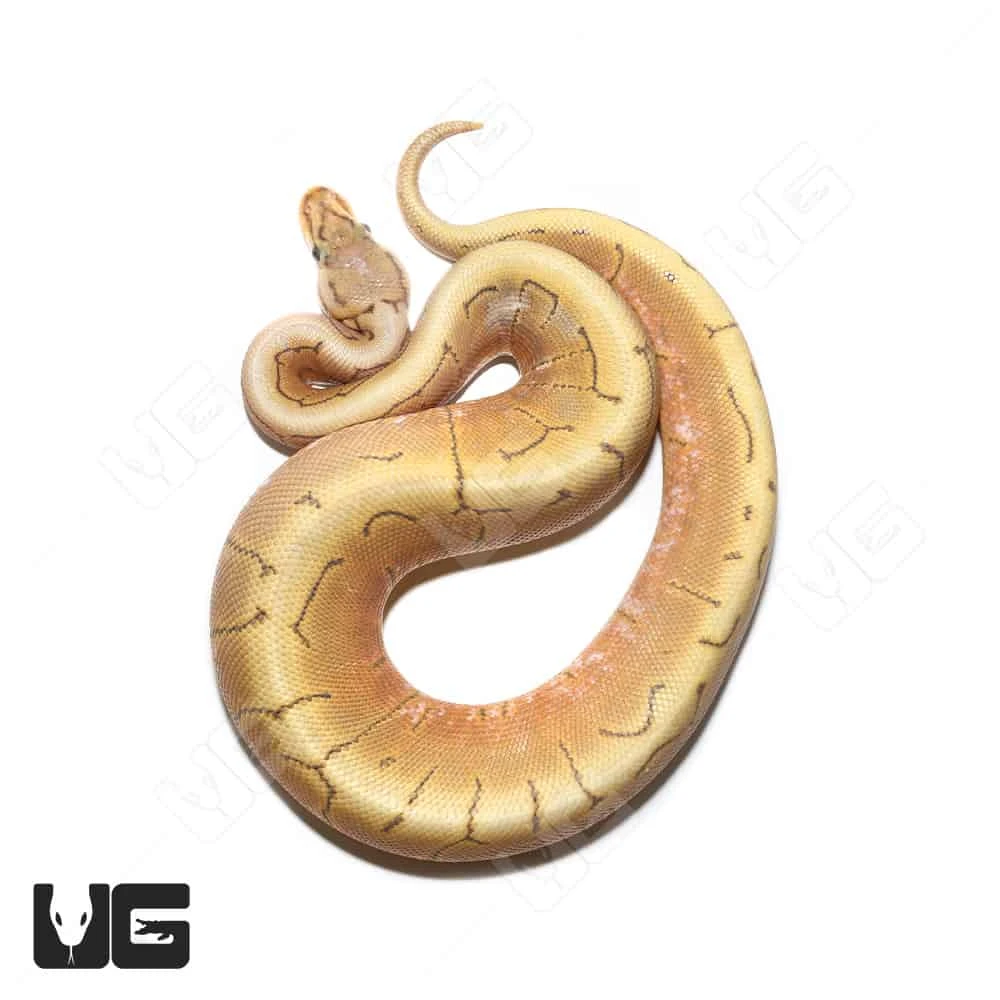 Baby Male Pinstripe Spider Hypo Caramel Ball Python(#8) - Image 3