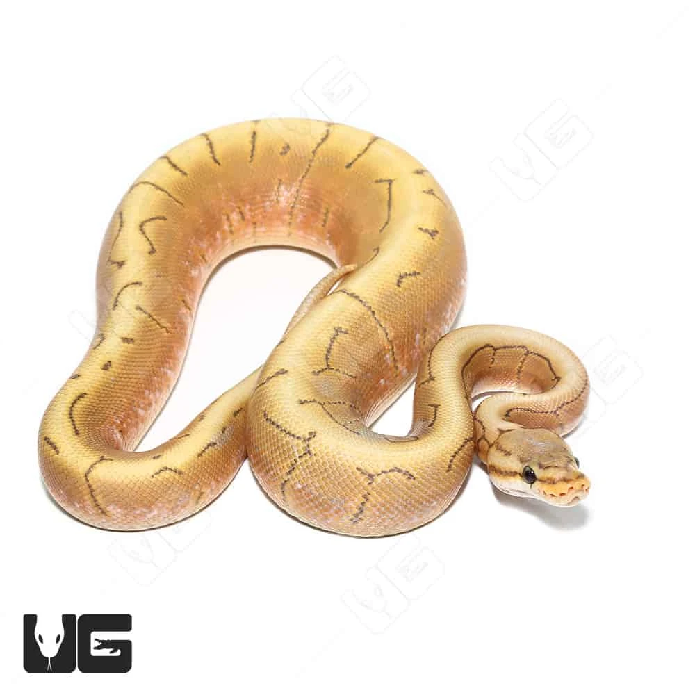 Baby Male Pinstripe Spider Hypo Caramel Ball Python(#8) - Image 4