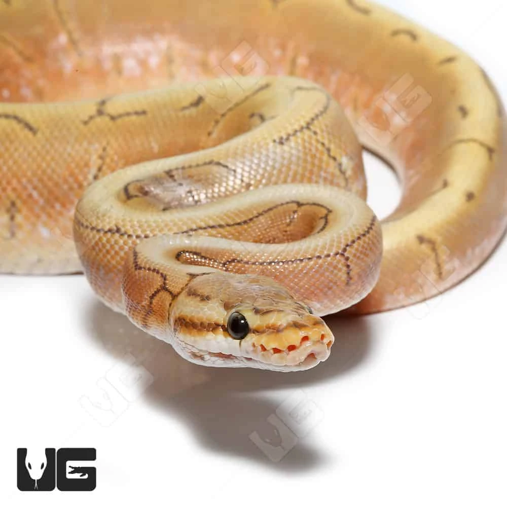 Baby Male Pinstripe Spider Hypo Caramel Ball Python(#8)