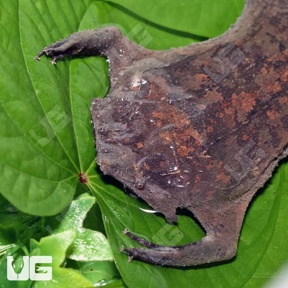 Pipa Pipa Toad - Image 4