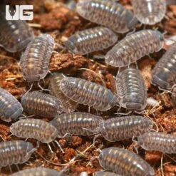 Plantin Tung Song Isopods
