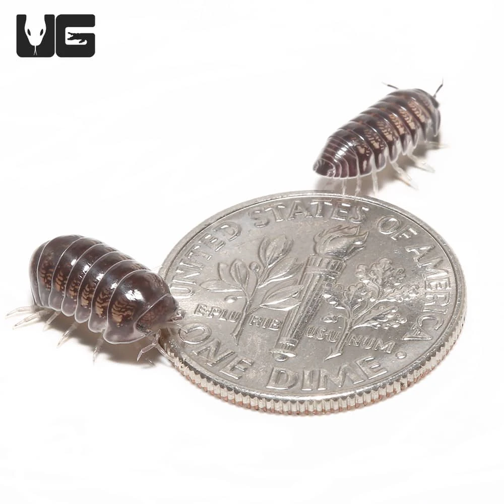 “Platinum” Ducky Isopods - Image 2