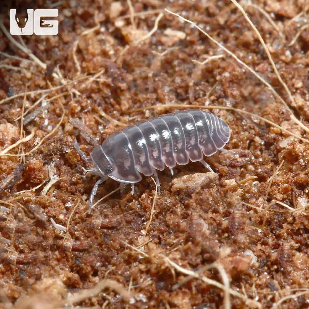 “Platinum” Ducky Isopods - Image 3