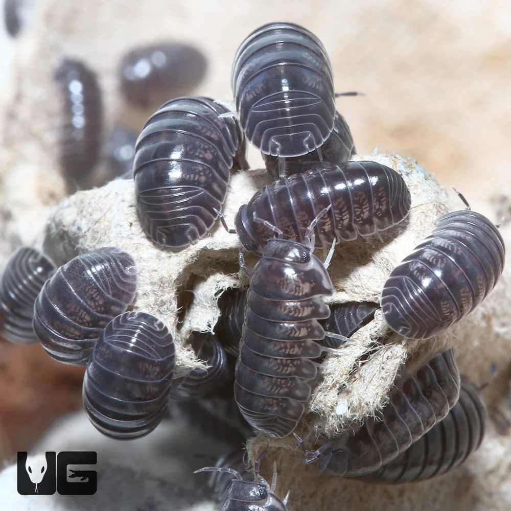 “Platinum” Ducky Isopods - Image 4