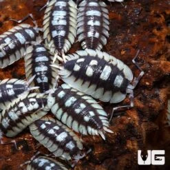 Porcellio Expansus Isopods