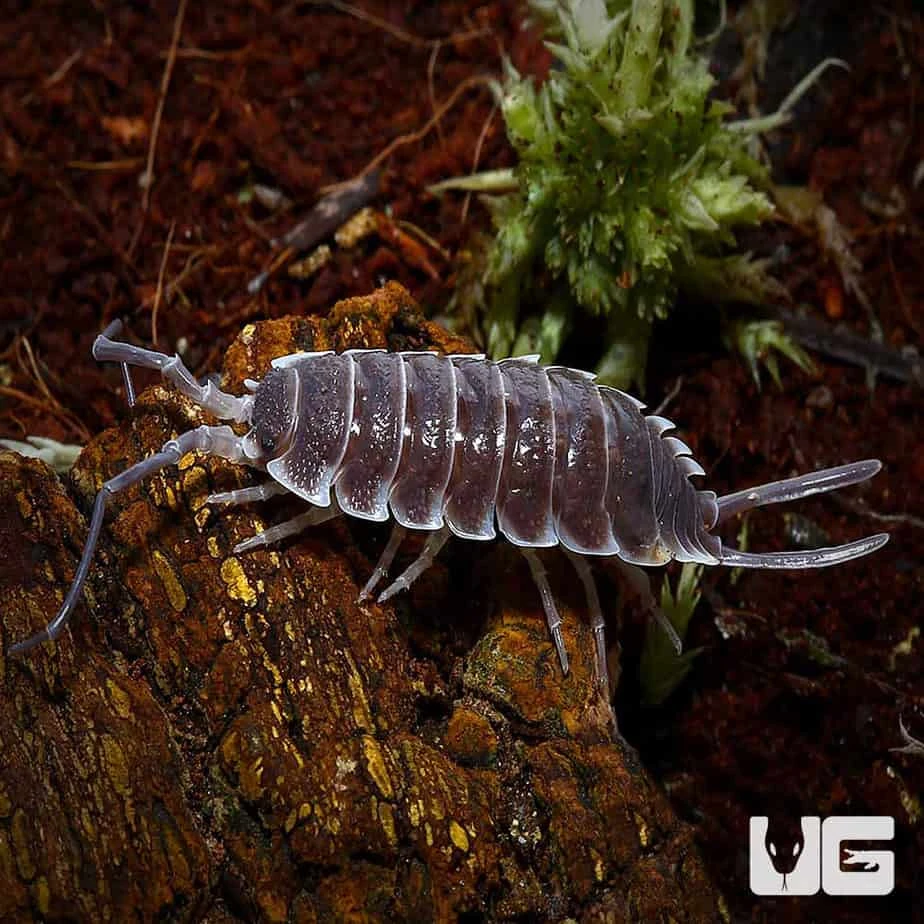 Porcellio Hoffmannseggi Isopods
