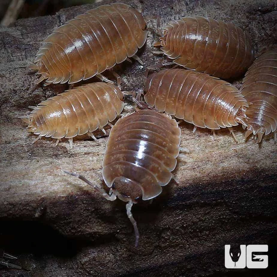 Porcellio Laevis Caramel Isopods