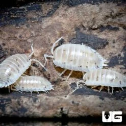 Porcellio Laevis White Isopods