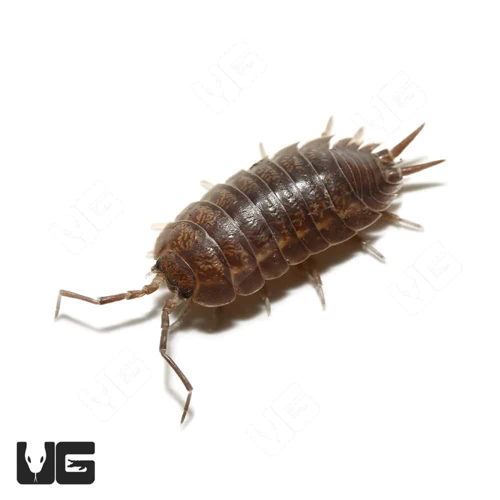 Porcellio Laevis Wildtype Isopods - Image 4