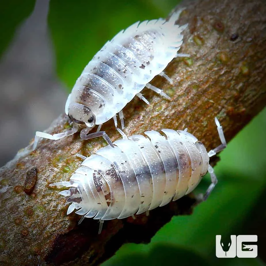 Porcellio Scaber Dalmatian Isopods