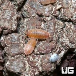 Porcellio Scaber Lemonade Isopods