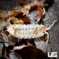 Porcellio Scaber Orange Dalmatian Isopods