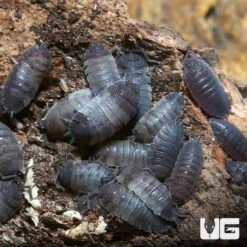 Porcellio Scaber Pied Isopods