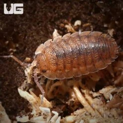 Porcellio Scaber Red Calico Isopods