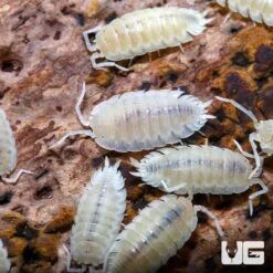 Porcellio Scaber White Isopods
