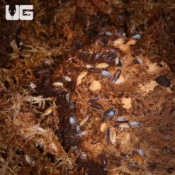 Porcellionides Pruinosus “Powder Mix” Isopods