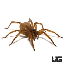 Porto Santo Wolf Spider
