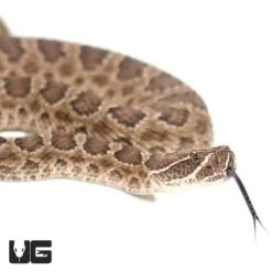Prairie Rattlesnake