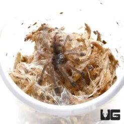 Pucallpa Pinktoe Tarantula (.5 – .75”)