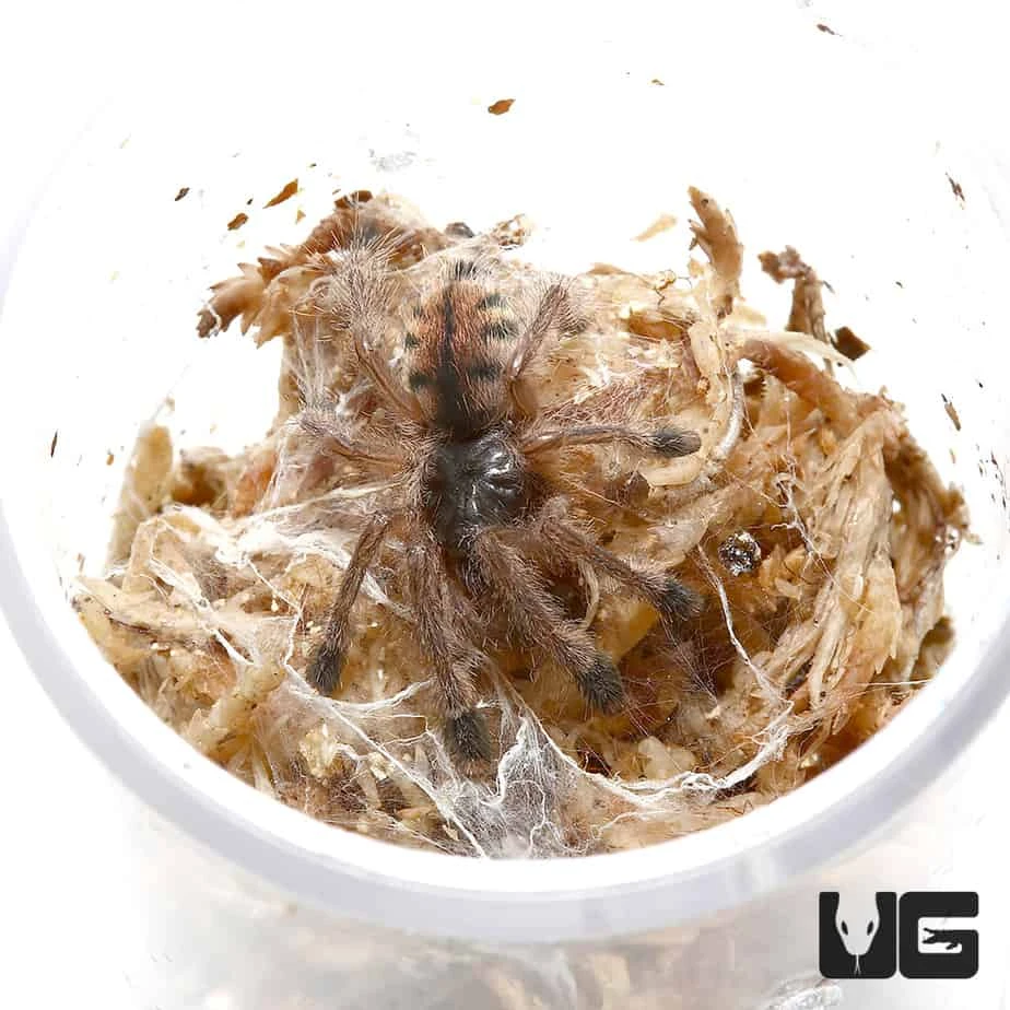 Pucallpa Pinktoe Tarantula (.5 – .75”)