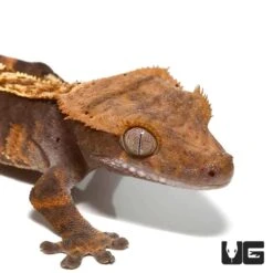 Pumpkin Cappuccino Pinstripe Crested Gecko